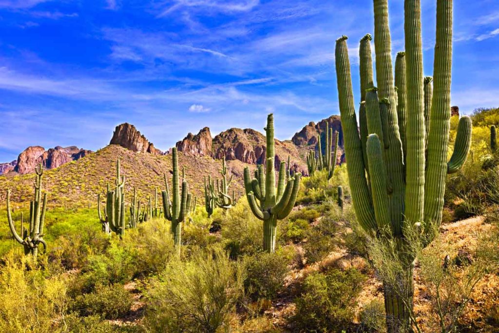 saguaros in the arizona desrt landscape