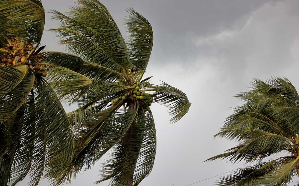 palm trees during a monsoon storm