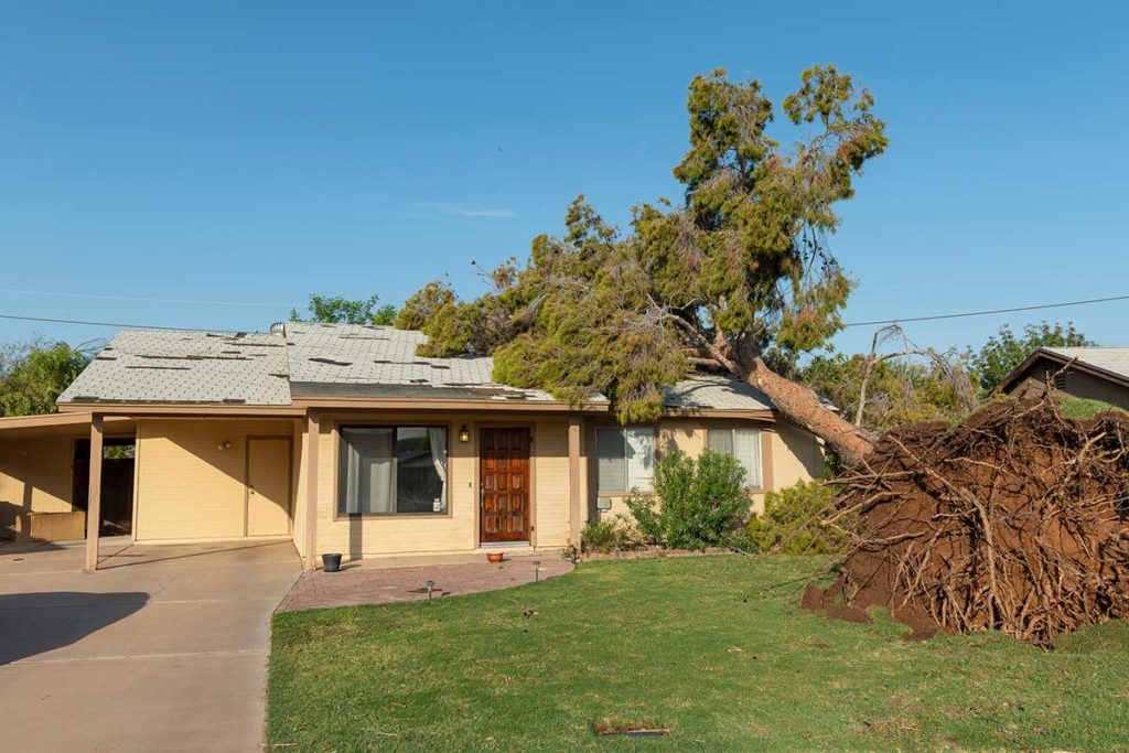 tree fell on home